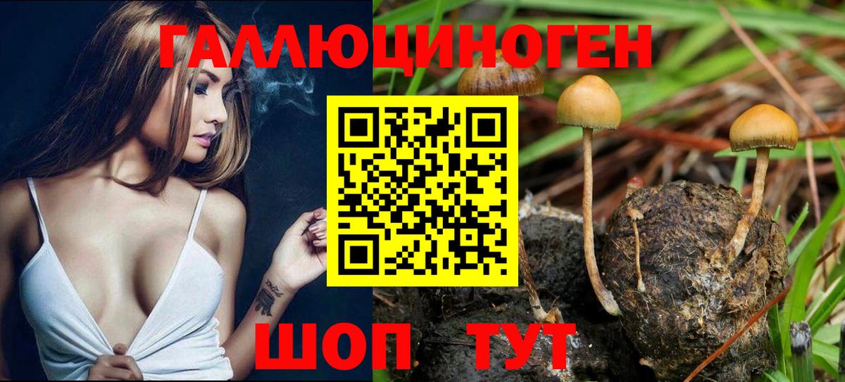 Галлюциногенные грибы Psilocybe Саратов